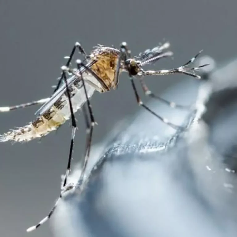 mosquito-dengue_0.jpg