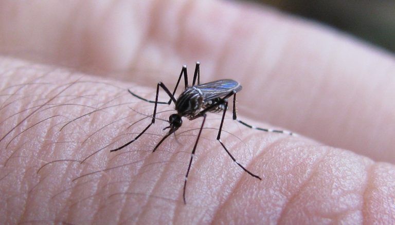 DENGUE