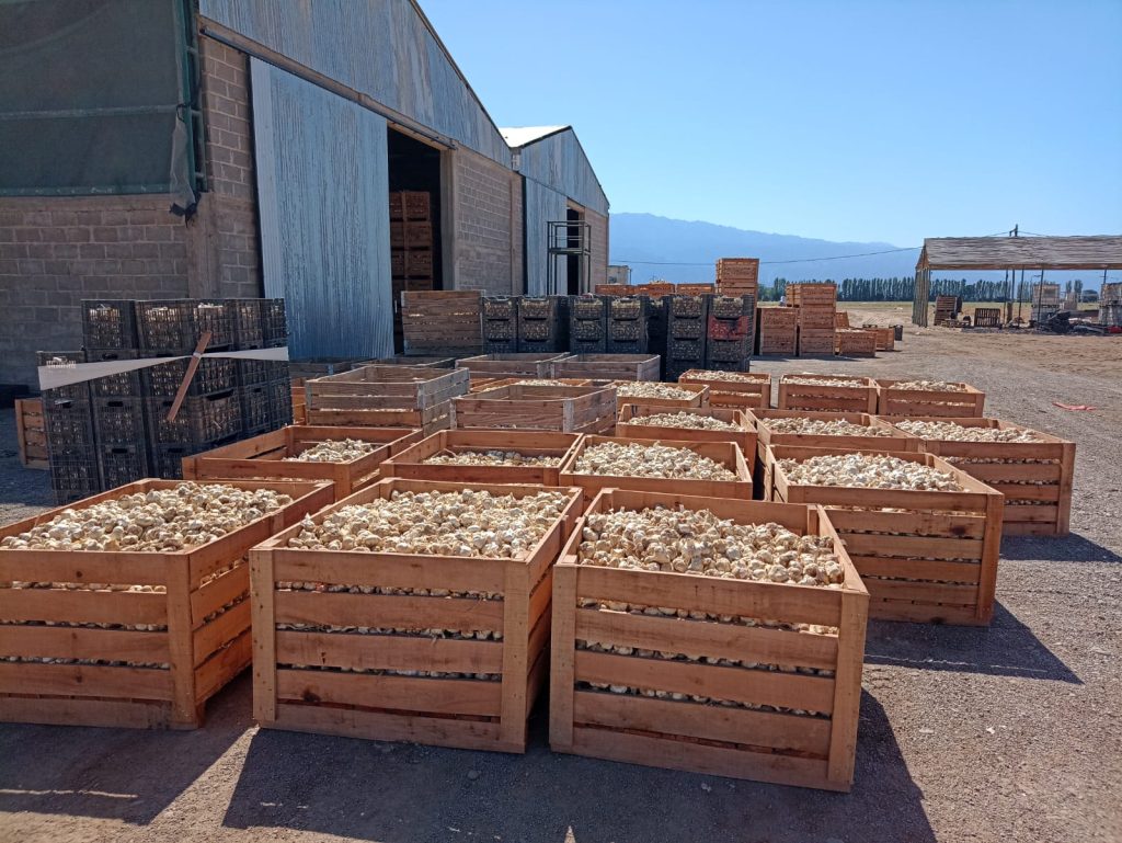 Exportación de Ajo