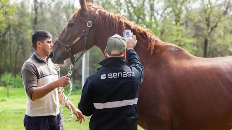 caballos-encafalomielitis - senasa