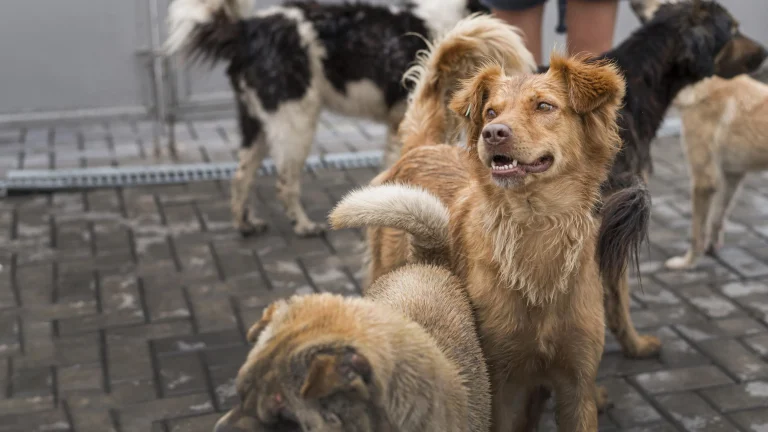 Perros