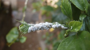 ¿Cómo combatimos la cochinilla algodonosa en nuestras plantas?