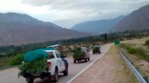 La Justicia federal secuestró 1200 plantas de cannabis en Huaco