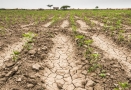 Sequía en La Rioja: Solicitaron prórroga de la Ley  de Emergencia Hídrica