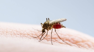 La Rioja ahora registra 5 casos de dengue